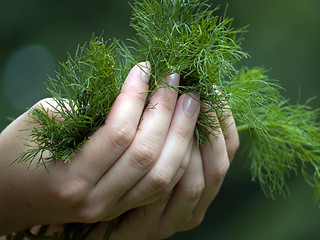 Image showing Dill in hands