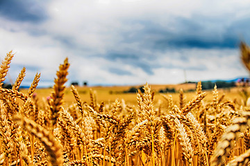 Image showing golden corn field