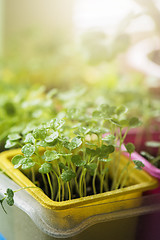 Image showing Rukkola growing in a pot