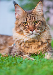 Image showing Maine Coon on grass in garden