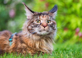 Image showing Maine Coon on grass in garden