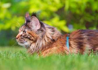 Image showing Maine Coon on grass in garden