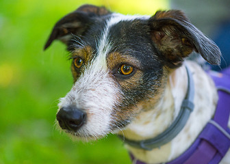 Image showing Dog playing at park