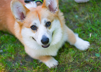 Image showing Dog playing at park