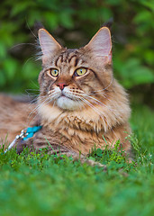 Image showing Maine Coon on grass in garden