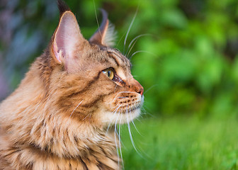 Image showing Maine Coon on grass in garden