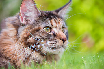 Image showing Maine Coon on grass in garden