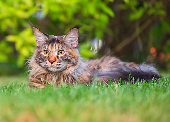 Image showing Maine Coon on grass in garden