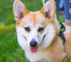 Image showing Dog playing at park