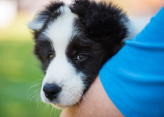 Image showing Puppy on hands of man