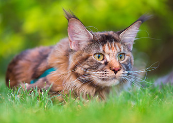 Image showing Maine Coon on grass in garden