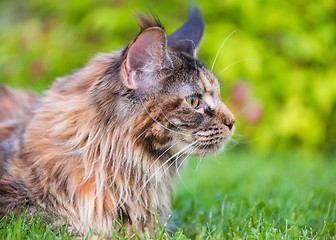 Image showing Maine Coon on grass in garden