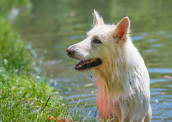 Image showing Big wet white dog at park