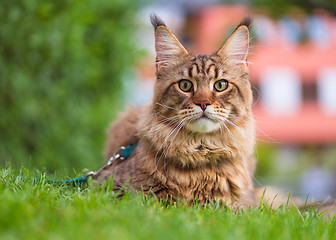 Image showing Maine Coon on grass in garden