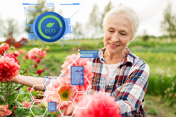 Image showing senior woman with flowers at summer garden