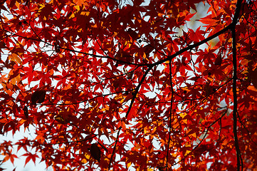 Image showing maple red leafs
