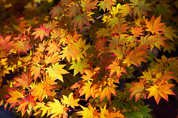 Image showing maple yellow leafs