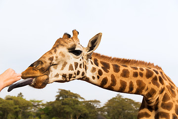 Image showing hand feeding giraffe in africa