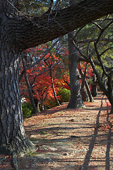 Image showing alley in park