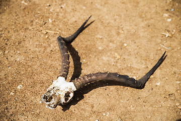 Image showing impala antelope skull with horns on ground