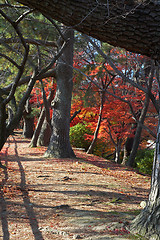 Image showing alley in park