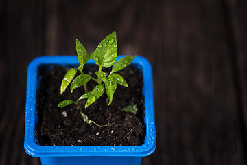 Image showing Pepper growing in a pot