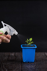 Image showing Pepper growing in a pot