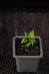 Image showing Pepper growing in a pot