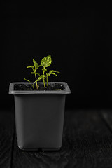 Image showing Pepper growing in a pot