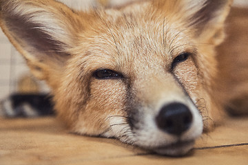 Image showing Beautiful red fox