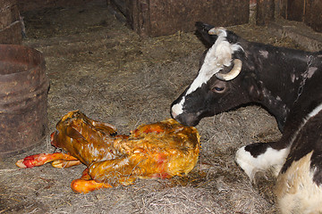 Image showing cow licking clean its just newborn calf