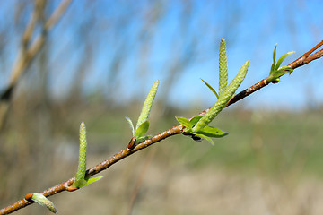 Image showing Young sprouts of a willow in the spring