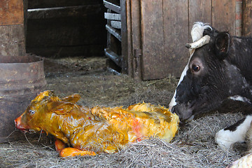 Image showing cow licking clean its just newborn calf