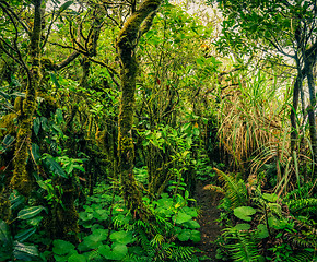 Image showing Wild green jungle 