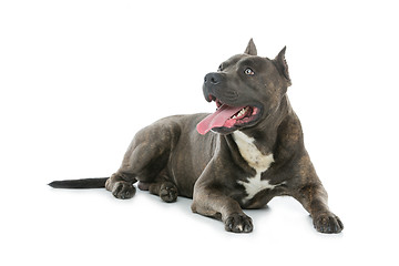 Image showing Beautiful amstaff dog