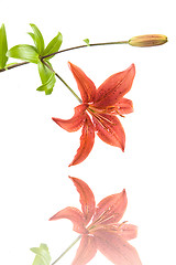 Image showing Red Lilly