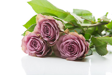 Image showing Beautiful tea rose flowers