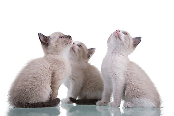 Image showing 3 Kittens Looking Up