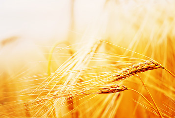 Image showing wheat