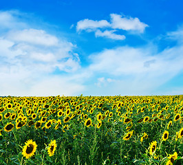 Image showing sunflower field