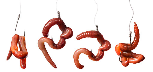 Image showing set earthworms baited on the hook