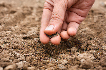 Image showing closeup of hand planting seeds in soil