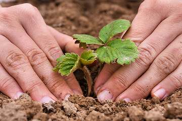 Image showing hands of women planting strawberry seedling in the garden