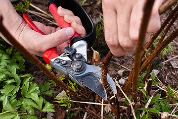 Image showing pruning raspberry