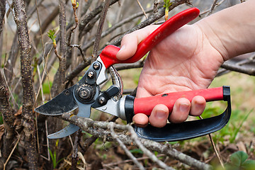 Image showing pruning shears in hand