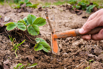 Image showing weeding of strawberries