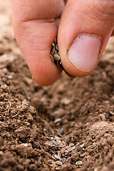 Image showing hand planting seeds in soil, closeup