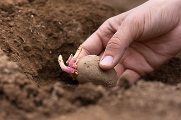 Image showing hand planting potato tuber into the ground