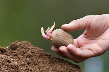 Image showing hand planting potato tuber with sprouts