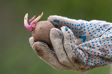 Image showing potatoes with sprouts in gloved hand